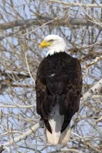 cathryn smith 1 25 2016 bald eagle