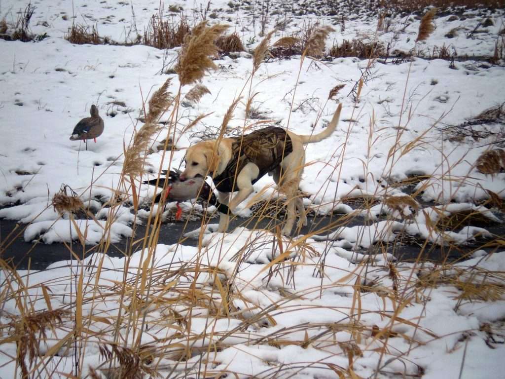rich hansen 9 13 2016 dog retrieves mallard duck