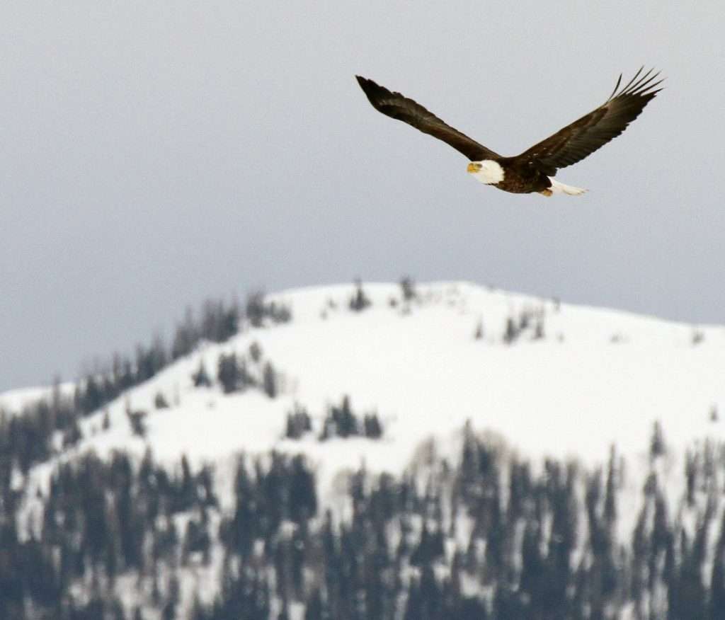 bald eagle month