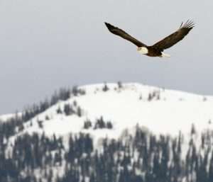 bald eagle month