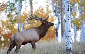 2019 bull elk september shuler