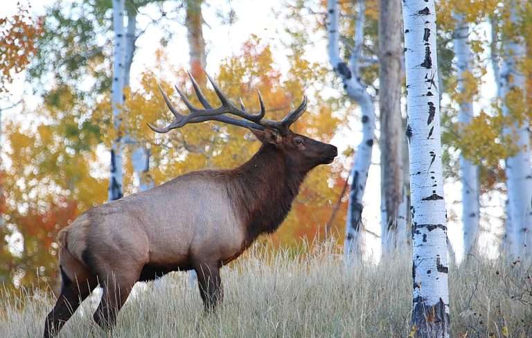 2019 bull elk september shuler