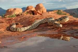 lynn 7 9 2012 great basin rattlesnake in southwestern utah 1