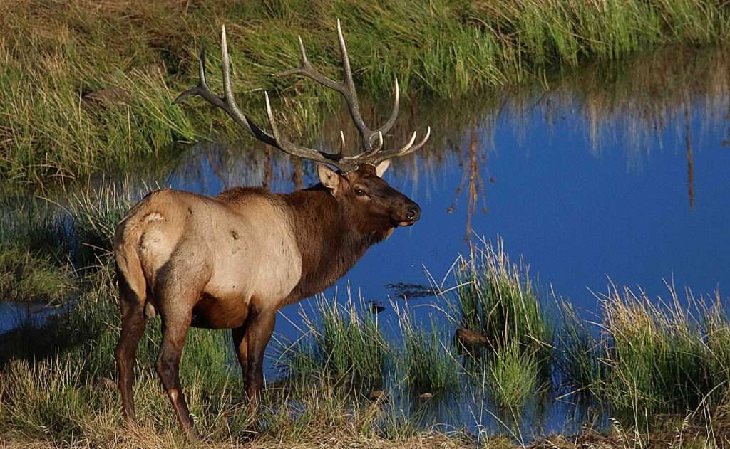 2019 bull elk september