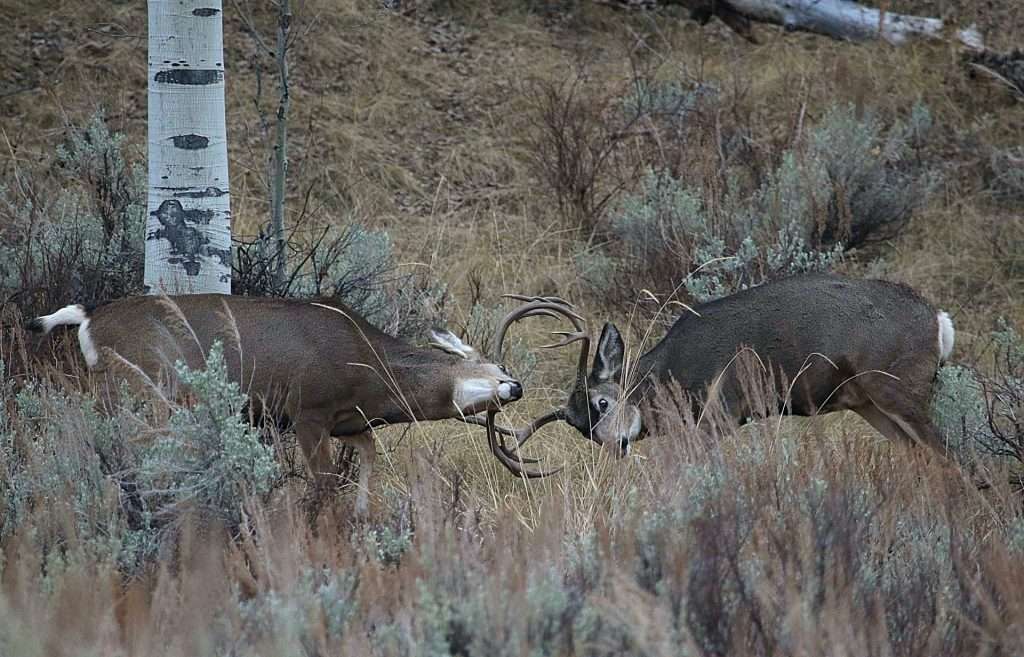 jim shuler 10 27 2016 buck deer spar in northern utah 1 (1)
