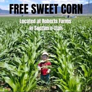 corn5 (1)