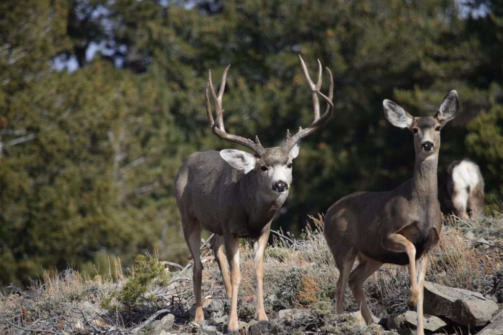 nero buck