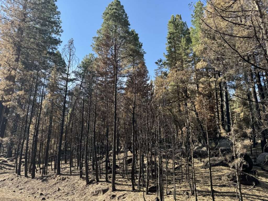 forsyth fire 3