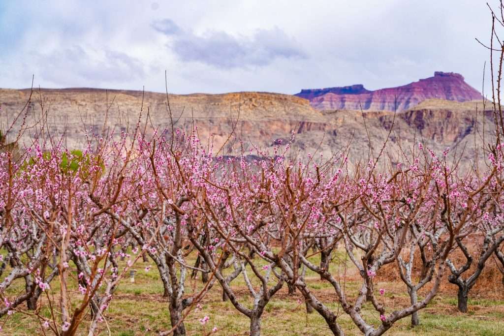 peaches stg (1)[24]