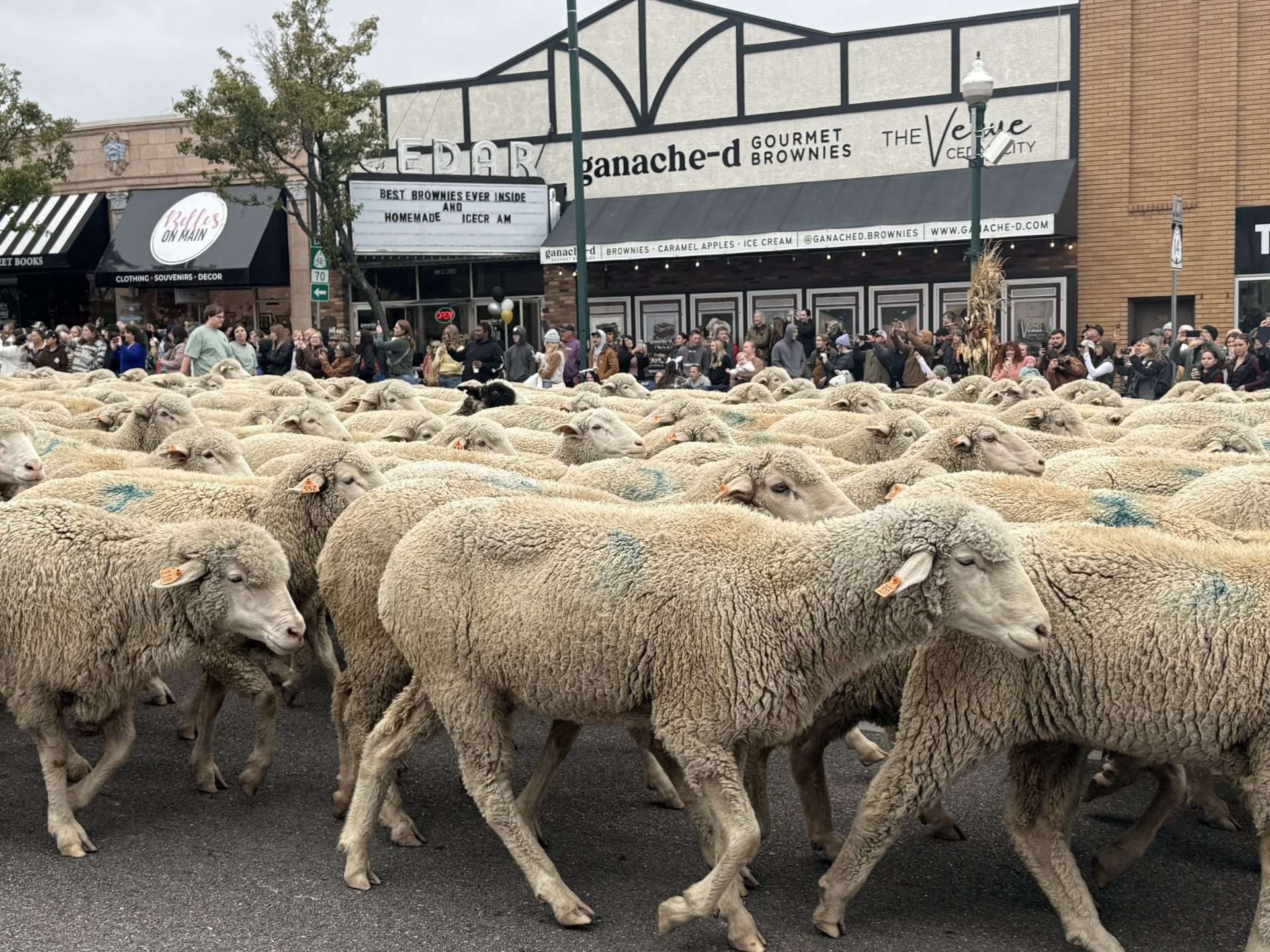 sheep image 1
